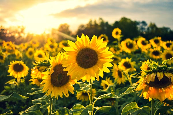 sunflowers 