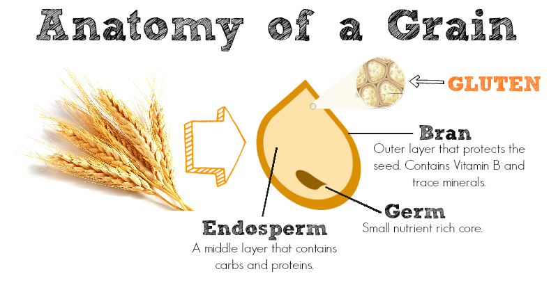 anatomy of gluten