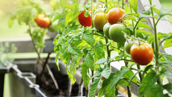 tomatoes in a container garden