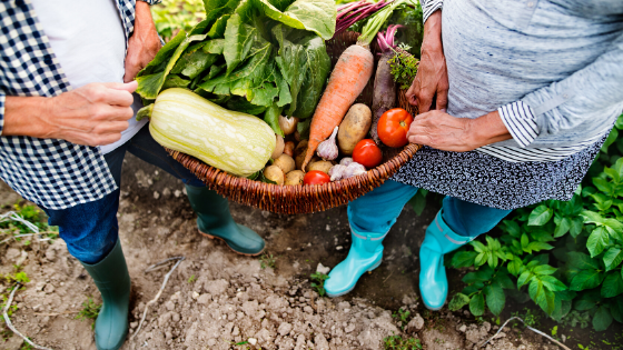 picking vegetables from the garden