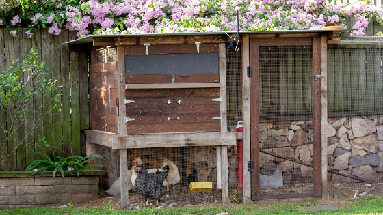 backyard chickens