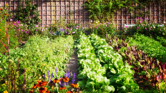 large vegetable garden