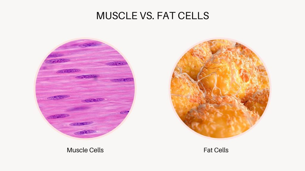 visual showing tightly woven fibers of muscle tissue versus fat cell droplets with space in between