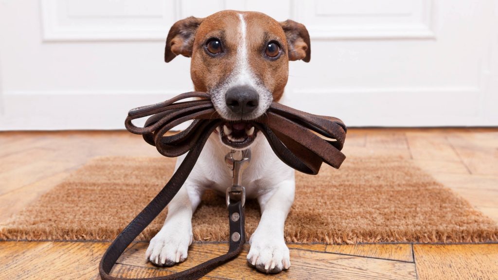 small dog holding a leash in his mouth