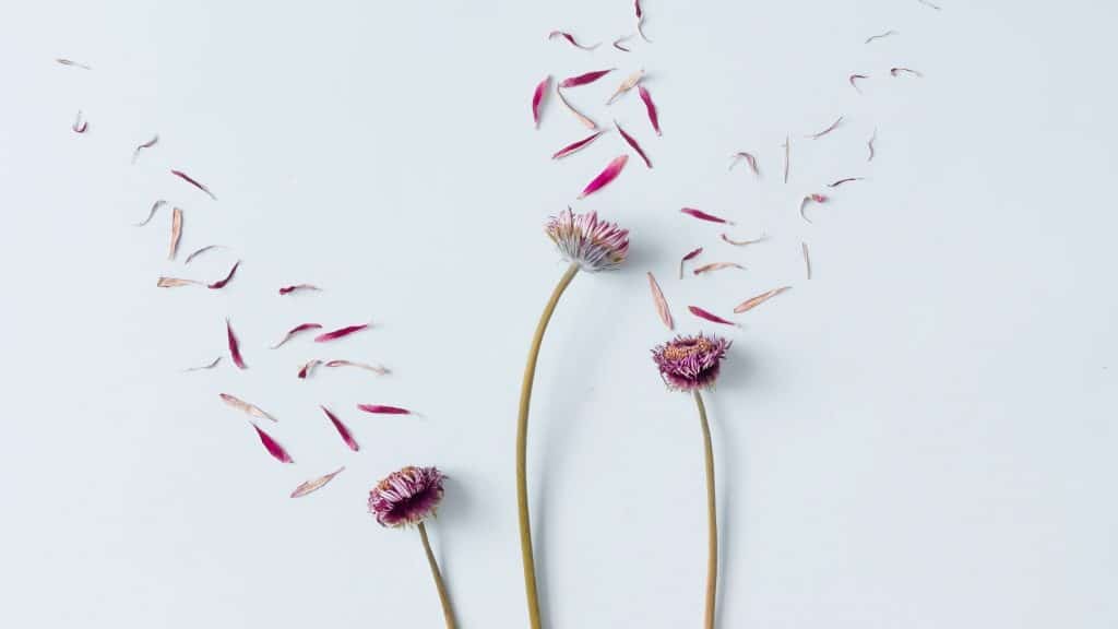 deconstructed flowers to represent body image