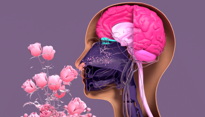 image of olfactory system for sense of smell